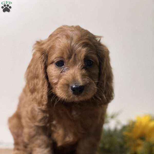 Poppy, Cavapoo Puppy